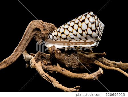 Conus Marmoreus Shell on Driftwood 120696013