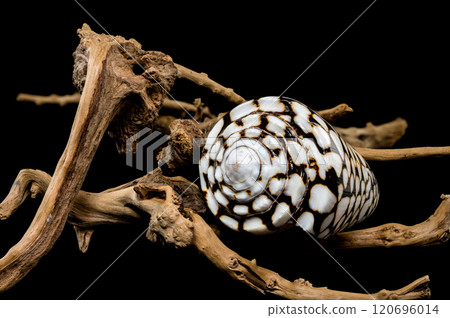 Conus Marmoreus Shell on Driftwood Conus Marmoreus Shell on Driftwood 120696014