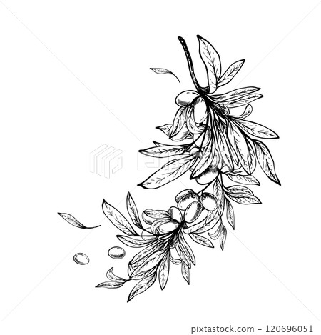 Olive tree branch with leaves and berries fruit arrangement. Black ink line art hand drawn vector illustration. Botanical clipart for food menu, greeting card, label, cosmetic. Isolate from background Olive tree branch with leaves and berries fruit arrangement. Black ink line art hand drawn vector illustration. Botanical clipart for food menu, greeting card, label, cosmetic. Isolate from background 120696051