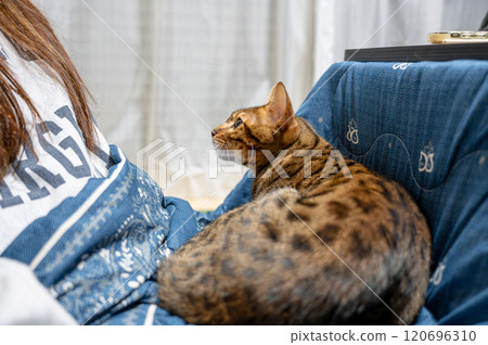 Amusing cat 120696310