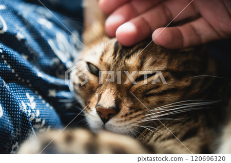 Amusing cat 120696320