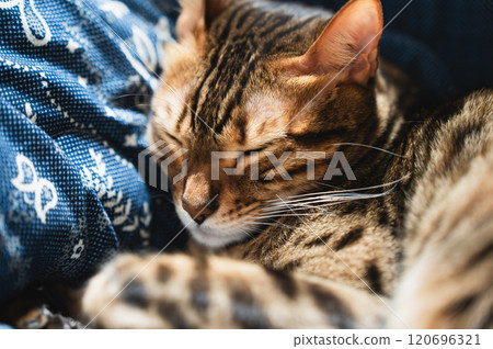 可笑的貓 120696321