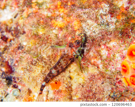 A pair of beautiful nuptial colorings of the white-spotted snake blenny (family Snake Blenniidae). Nakagi Hirizo Beach, Minamiizu-cho, Kamo-gun, Izu Peninsula, Shizuoka Prefecture 120696463