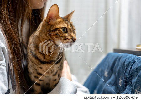 Amusing cat 120696479