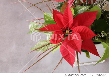 Poinsettia Poinsettia 120696583