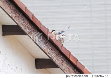A beautiful pair of blue-and-white magpies (Crow family) flying and feeding - Kawasaki City, Kanagawa Prefecture - 2024 A beautiful pair of blue-and-white magpies (Crow family) flying and feeding - Kawasaki City, Kanagawa Prefecture - 2024 120696733