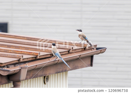 A beautiful pair of blue-and-white magpies (Crow family) flying and feeding - Kawasaki City, Kanagawa Prefecture - 2024 A beautiful pair of blue-and-white magpies (Crow family) flying and feeding - Kawasaki City, Kanagawa Prefecture - 2024 120696738