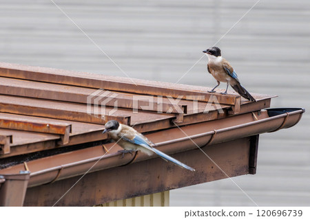 A beautiful pair of blue-and-white magpies (Crow family) flying and feeding - Kawasaki City, Kanagawa Prefecture - 2024 120696739