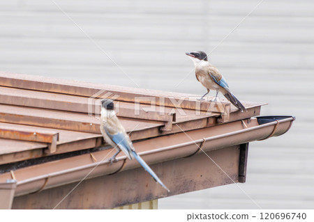 A beautiful pair of blue-and-white magpies (Crow family) flying and feeding - Kawasaki City, Kanagawa Prefecture - 2024 A beautiful pair of blue-and-white magpies (Crow family) flying and feeding - Kawasaki City, Kanagawa Prefecture - 2024 120696740
