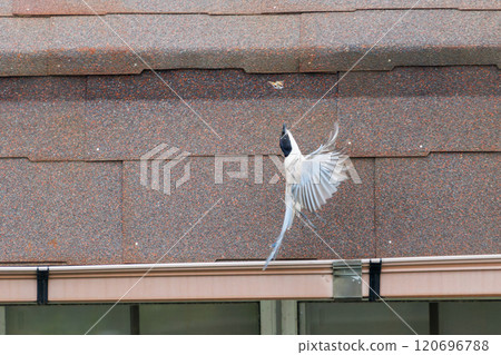 A beautiful long-tailed magpie (Crow family) hovering and flying to catch a large moth Kawasaki City, Kanagawa Prefecture - 2024 120696788