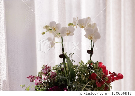 以蝴蝶蘭為主的群植 以蝴蝶蘭為主的群植 120696915