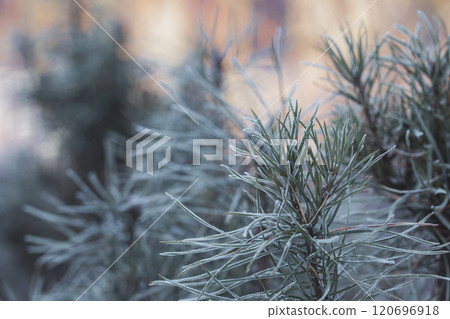 Frosty Spruce Branches. Outdoor frost scene. Snow winter background. Nature forest light landscape. Beautiful tree and sunrise sky. Sunny, snowy, scenic, snowfall. Frosty Spruce Branches. Outdoor frost scene. Snow winter background. Nature forest light landscape. Beautiful tree and sunrise sky. Sunny, snowy, scenic, snowfall. 120696918