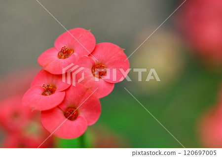 哈納基林花 120697005