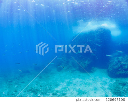 An impressive school of Taiwanese barracudas (family Barracudaidae) and other fish. Nakagi Hirizo Beach, Minamiizu-cho, Kamo-gun, Izu Peninsula, Shizuoka Prefecture, 2024 An impressive school of Taiwanese barracudas (family Barracudaidae) and other fish. Nakagi Hirizo Beach, Minamiizu-cho, Kamo-gun, Izu Peninsula, Shizuoka Prefecture, 2024 120697108