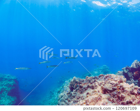 一群令人印象深刻的台灣梭魚（梭魚科）和其他魚類。靜岡縣伊豆半島加茂郡南伊豆町中木広濱2024 120697109