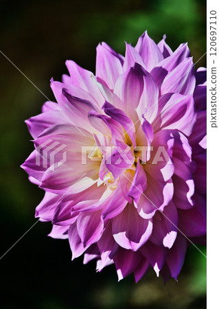 大麗花 大麗花 120697110