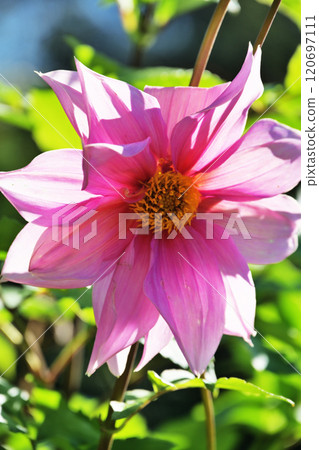 淡粉色大麗花 120697111