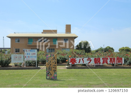 Arao City Ominous Citizen Flower Bed Rose Flower, 120697150