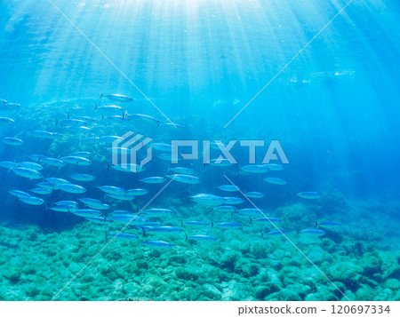A large school of silver-stripe round herring and a school of Spanish mackerel (Scombridae) Round tuna or flat tuna Nakagi Hirizo Beach, Minamiizu-cho, Kamo-gun, Izu 120697334