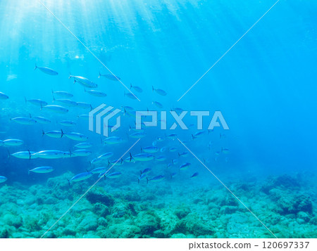 A large school of silver-stripe round herring and a school of Spanish mackerel (Scombridae) Round tuna or flat tuna Nakagi Hirizo Beach, Minamiizu-cho, Kamo-gun, Izu 120697337
