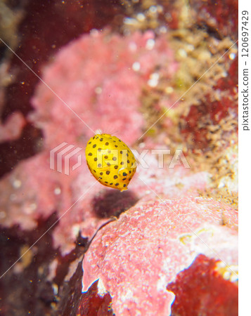 Cute juvenile boxfish (family: Parulidae) in an underwater cave. Nakagi Hirizo Beach, Minamiizu-cho, Kamo-gun, Izu Peninsula, Shizuoka Prefecture, 2024 120697429