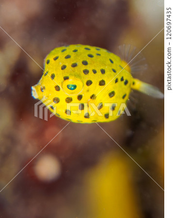 水下洞穴中的一隻可愛的幼年箱魚（箱魚家族）。 靜岡縣伊豆半島加茂郡南伊豆町中木広濱2024 120697435