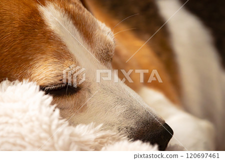 Senior Beagle dog resting on a dog bed Senior Beagle dog resting on a dog bed 120697461