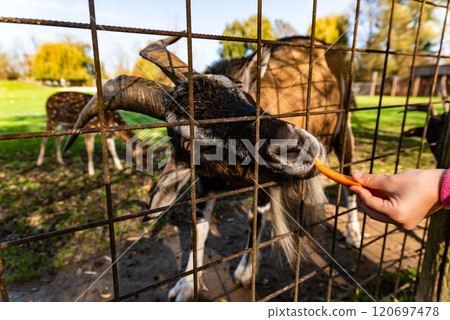 Goat eating carrot Feeding farm animals Goat eating carrot Feeding farm animals 120697478