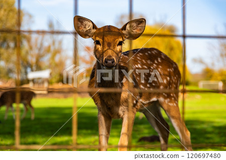 Young female deer in a meadow surrounded by a fence in Preding, Austria 120697480