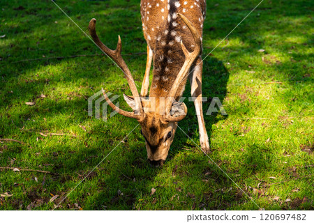 Young male deer in a meadow surrounded by a fence in Preding, Austria. Young male deer in a meadow surrounded by a fence in Preding, Austria. 120697482