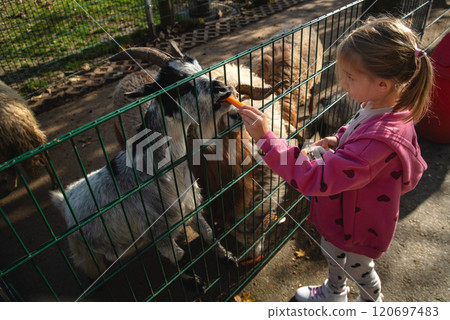 Adorable cute preschool girl feeding little wild goats in a wild animal forest park. 120697483