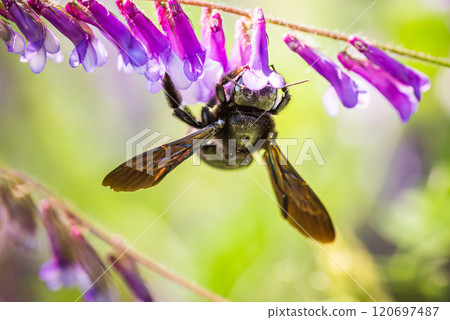 Violet Carpenter bee Xylocopa violacea pollinates a purple flower on a field. 120697487