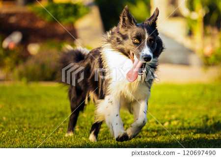 Purebred Young Border Collie dog running fast in backyard Purebred Young Border Collie dog running fast in backyard 120697490