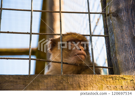 Monkey looking through the cage. Monkey looking through the cage. 120697534