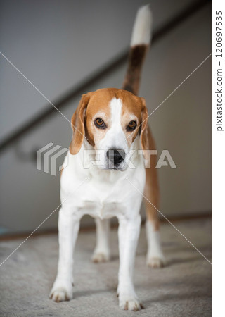 Beagle dog portrait indoors, standing on a carpet Beagle dog portrait indoors, standing on a carpet 120697535