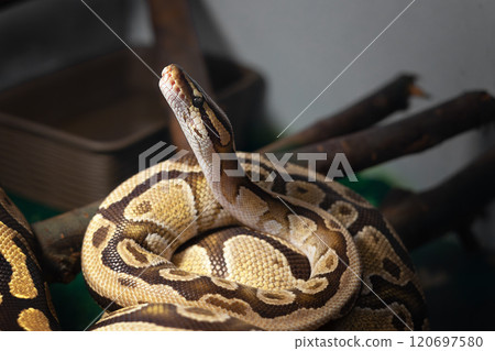 Royal python resting on branches in terrarium 120697580