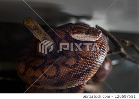 Close-up coiled brown python resting on branch Close-up coiled brown python resting on branch 120697581