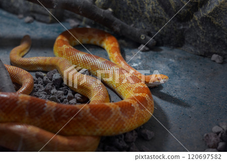 Vibrant orange corn snake resting on rocks in a terrarium setting 120697582