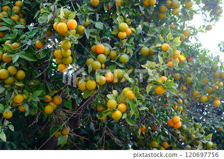 A bunch of oranges on the tree. Farming concept 120697756