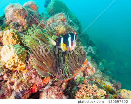 美麗的海葵田裡有一對可愛的小丑魚(海葵亞科)。加茂郡南伊豆町 Nakagi Hirizohama-2024 美麗的海葵田裡有一對可愛的小丑魚(海葵亞科)。加茂郡南伊豆町 Nakagi Hirizohama-2024 120697800