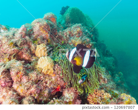 A pair of cute clownfish (subfamily Amphiprioninae) in a beautiful sea anemone field. Nakagi Hirizo Beach, Minamiizu-cho, Kamo-gun - 2024 120697807