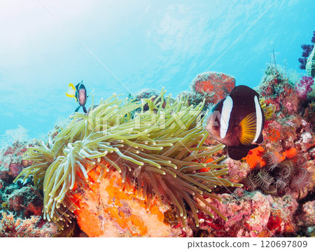 A pair of cute clownfish (subfamily Amphiprioninae) in a beautiful sea anemone field. Nakagi Hirizo Beach, Minamiizu-cho, Kamo-gun - 2024 120697809