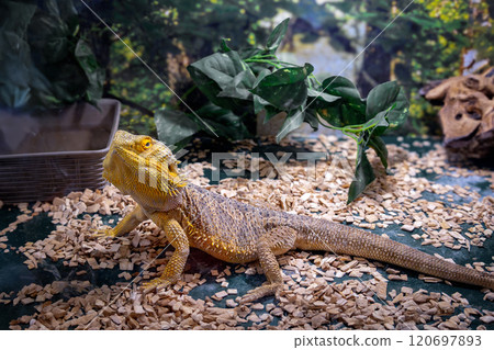 Close up colorful bearded dragon lizard in lush terrarium with greenery. Close up colorful bearded dragon lizard in lush terrarium with greenery. 120697893