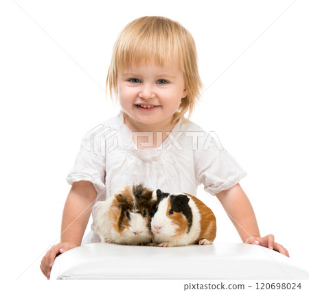 Little cute baby girl with guinea pigs. Isolated on white background. Little cute baby girl with guinea pigs. Isolated on white background. 120698024