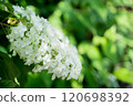 白色繡球花 120698392