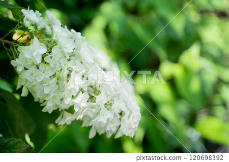 白色繡球花 120698392