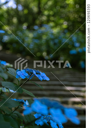Blue hydrangeas blooming during the rainy season 120698393