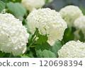 白色繡球花 120698394