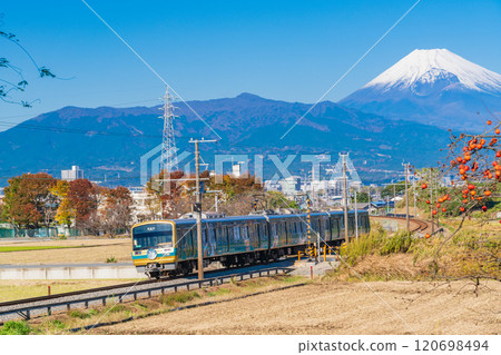 【靜岡縣】伊豆箱根鐵道列車穿過田園風光，種滿了剩餘的柿子，背景是富士山 120698494