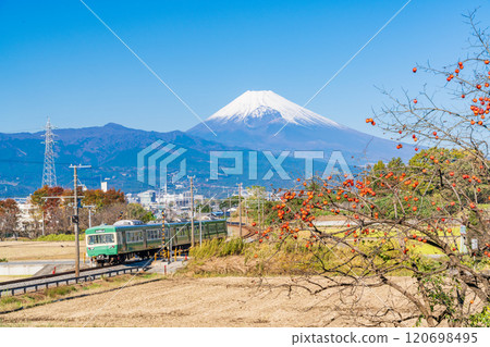 【靜岡縣】伊豆箱根鐵道列車穿過田園風光，種滿了剩餘的柿子，背景是富士山 120698495